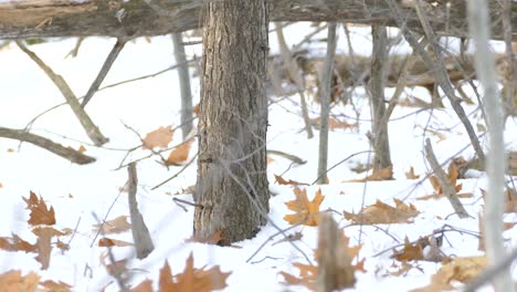 Excited-golden-crown-kinglet-bird-comes-in-frame-and-hops-around-on-snow