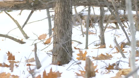 emocionado pájaro rey corona dorada entra en el marco y salta alrededor de la nieve