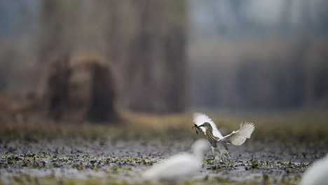 Indian-Pond-Heron-Hunting-Fish-and-Flying-Away