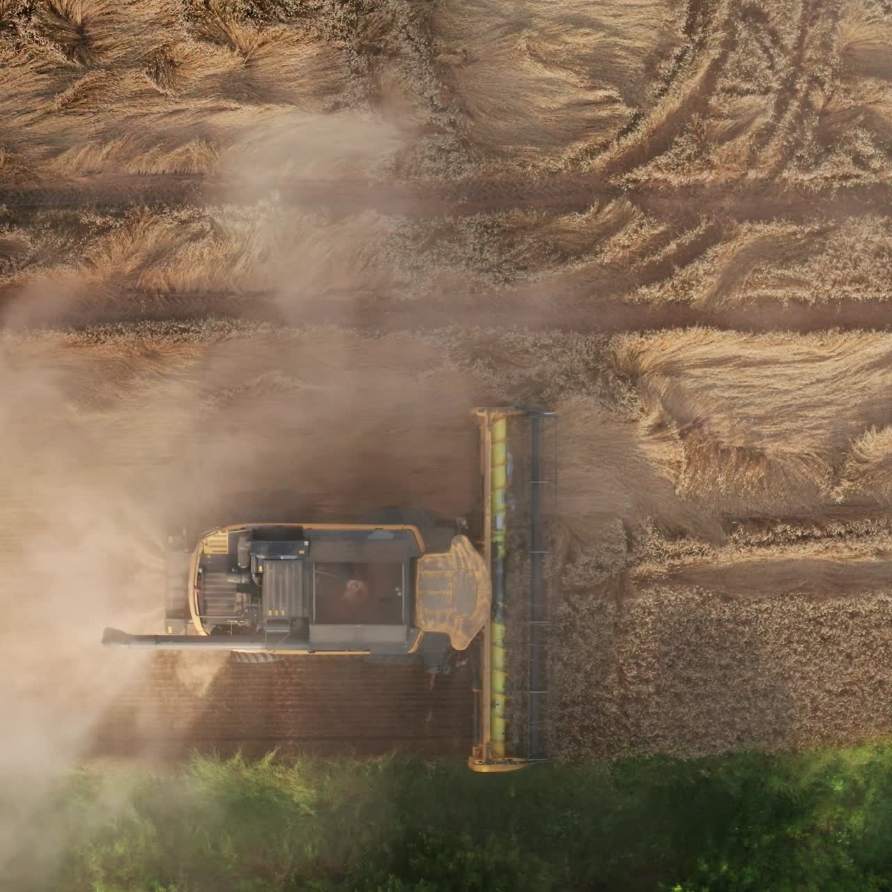 Combine harvester working in the field and producing clouds of dust rising in the air. Drone footage over the machine gathering crops