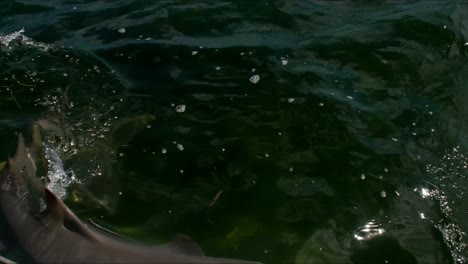 el tiburón de arrecife gris nada a través de aguas claras, la luz del sol brilla en la superficie del océano