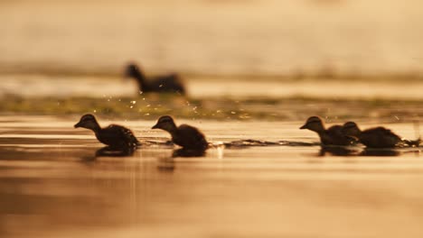 Cute-ducklings-run-in-shallow-water-at-golden-hour,-tracking-shot