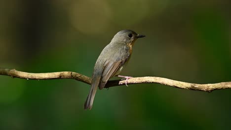 Algo-Llamó-La-Atención-De-La-Pequeña-Hembra-Del-Papamoscas-Azul-De-Tickell,-Cyornis-Tickelliaebird