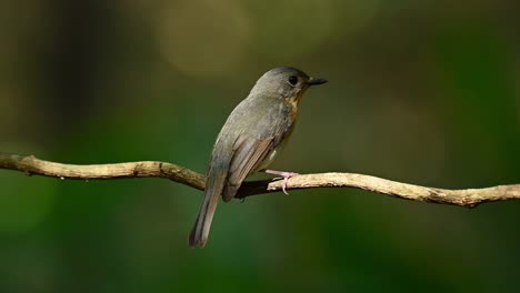 algo llamó la atención de la pequeña hembra del papamoscas azul de tickell, cyornis tickelliaebird