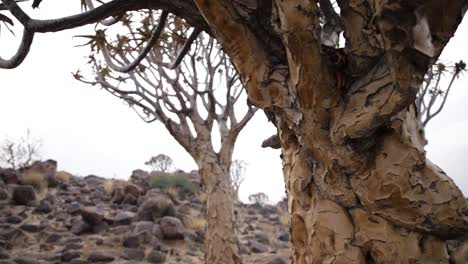 Close-up-of-a-Quiver-tree's-bark-with-more-Quiver-trees-in-the-background