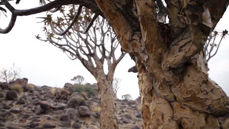 close up of a quiver tree's bark with more quiver trees in the background