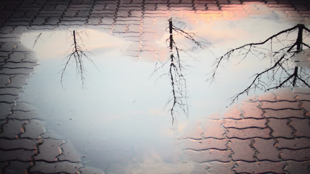 길거리에서 비가 내린 후 나무와 하늘의 웅이 반사