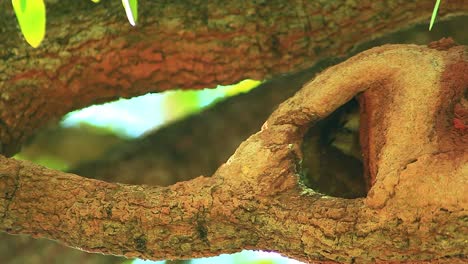 Close-Up-of-Tropical-Mama-Bird-Feeding-Chicks-in-Nest-Inside-Tree-Branch