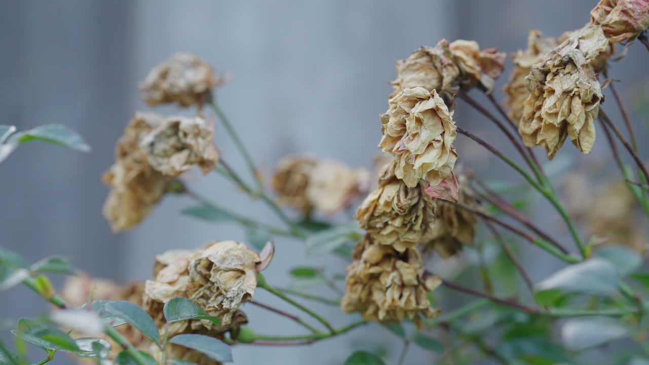 Close-up of wilted flowers symbolizing decay and passage of time