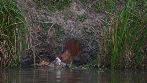 visto sacando carne del cadáver de un ciervo sambar junto con un lagarto monitor asiático, dhole cuon alpinus, parque nacional khao yai, tailandia