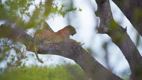 Afrikanischer-Leopard,-Der-Es-Sich-Bequem-Macht,-Auf-Einem-Ast-Zu-Liegen