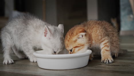 two cute kittens eat food from a bowl on the floor