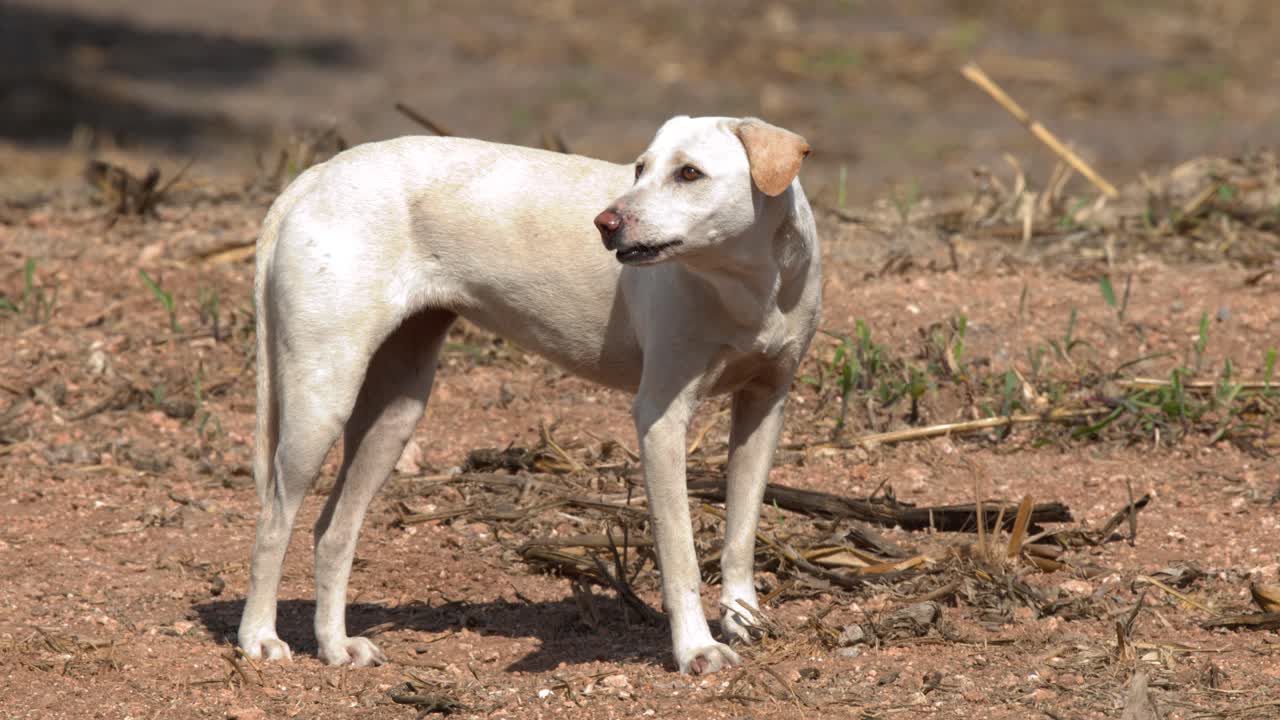 A white stray dog stands on dry dirt ground, barking and looking around outdoors