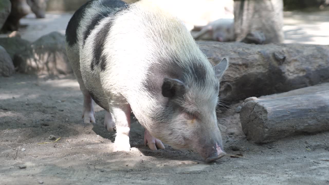 Micro Pig Exploring Outdoor Enclosure on Sunny Day – Adorable Farm Animal in Natural Surroundings