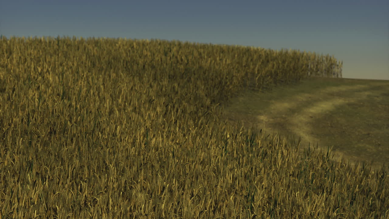 Golden cornfield stretches under a clear sky at sunset in rural landscape