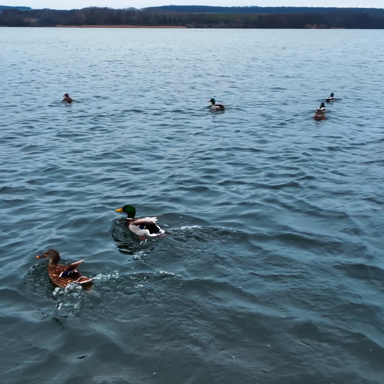 Wildlife scenic nature landscapes. Beautiful migratory birds over the sea water