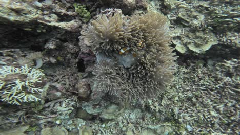 a-clownfish-hiding-among-anemones