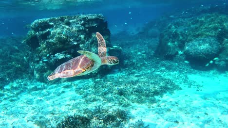 Una-Tortuga-Marina-Nadando-Bajo-El-Mar-Azul-Cristalino-Con-Una-Escuela-De-Peces-De-Arrecife-En-El-Fondo,-Bajo-El-Agua,-Vista-Lateral