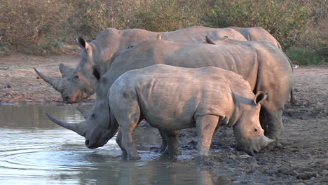 white rhino calf backs up agains family at watering hole, magnificient horned animals