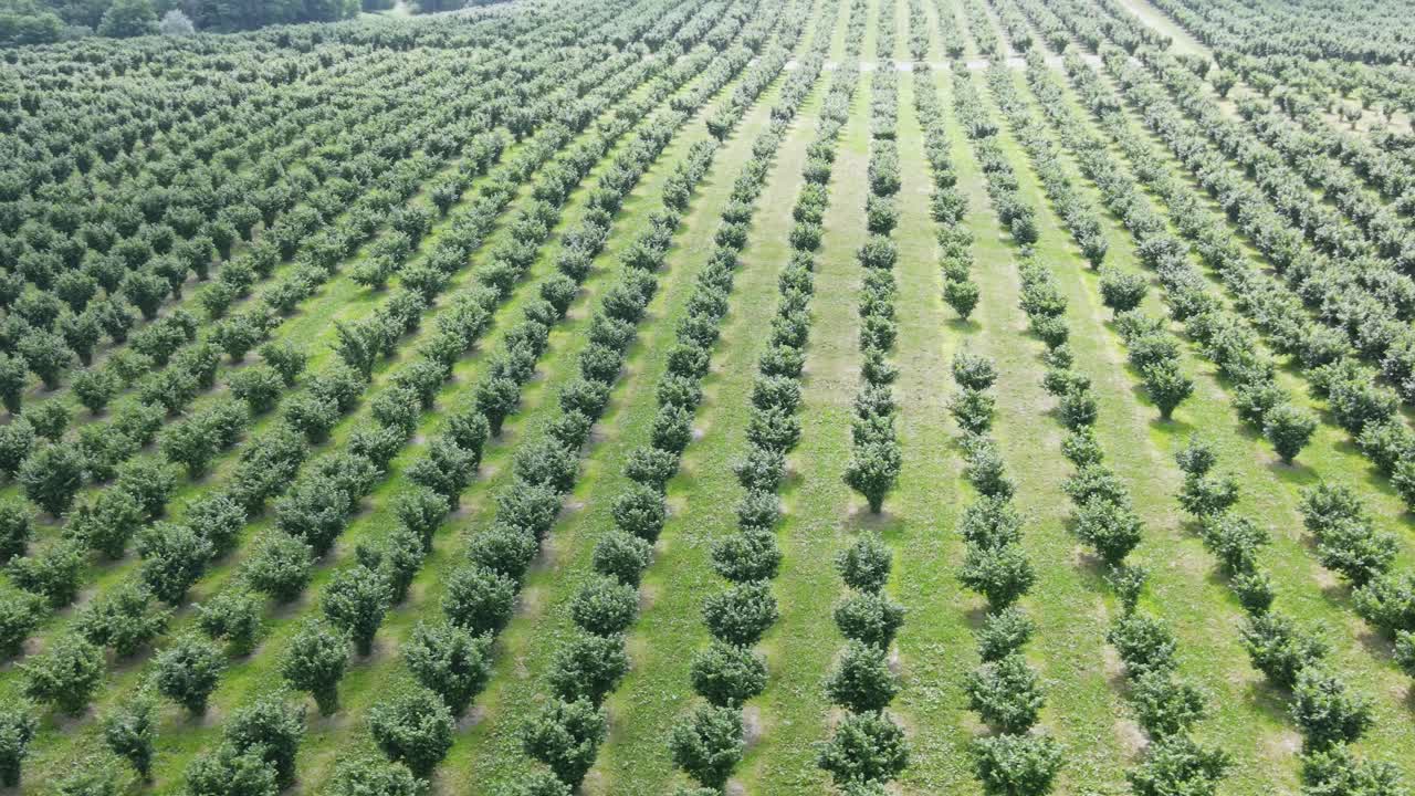 filas de árboles de avellanas en un vasto campo agrícola