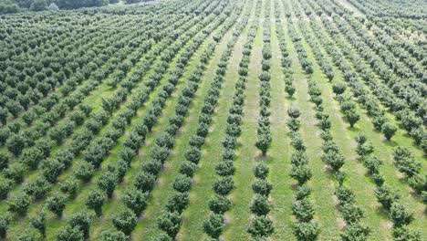 Rows-Of-Hazelnut-Trees-On-Vast-Agricultural-Field