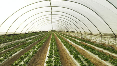 no perturbar las plantas en crecimiento