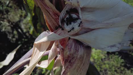 ants eating corn in the countryside