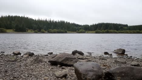 Forest-woodland-lake-shore-pebble-stone-scenic-countryside-landscape