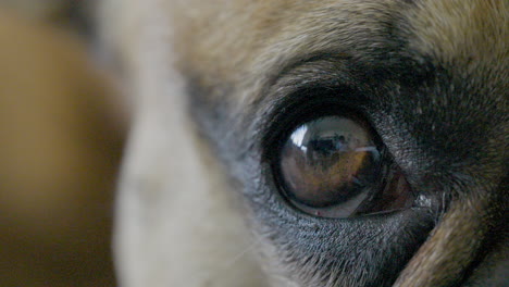 Closeup-view-on-eye-of-cute-but-alert-french-bulldog-lying-down