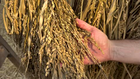 hand examining rice grains in a field