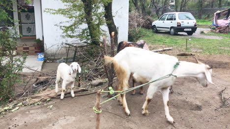 cabra atada y caminando mientras el cabrito baila y mira hacia la cámara