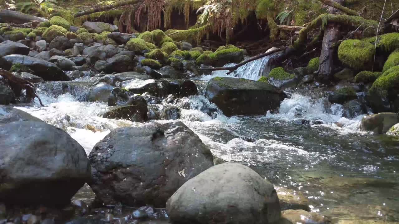 agua que fluye sobre rocas cubiertas de musgo en el bosque del bosque nacional olímpico