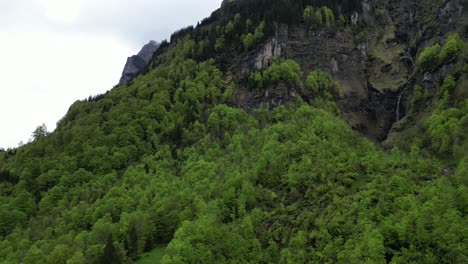 Üppiges-Laub-Grüner-Alpiner-Nadelbäume,-Die-Auf-Den-Schweizer-Alpen-Wachsen