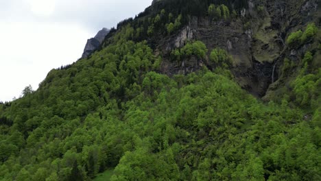 follaje exuberante de árboles coníferos verdes alpinos que crecen en los alpes suizos