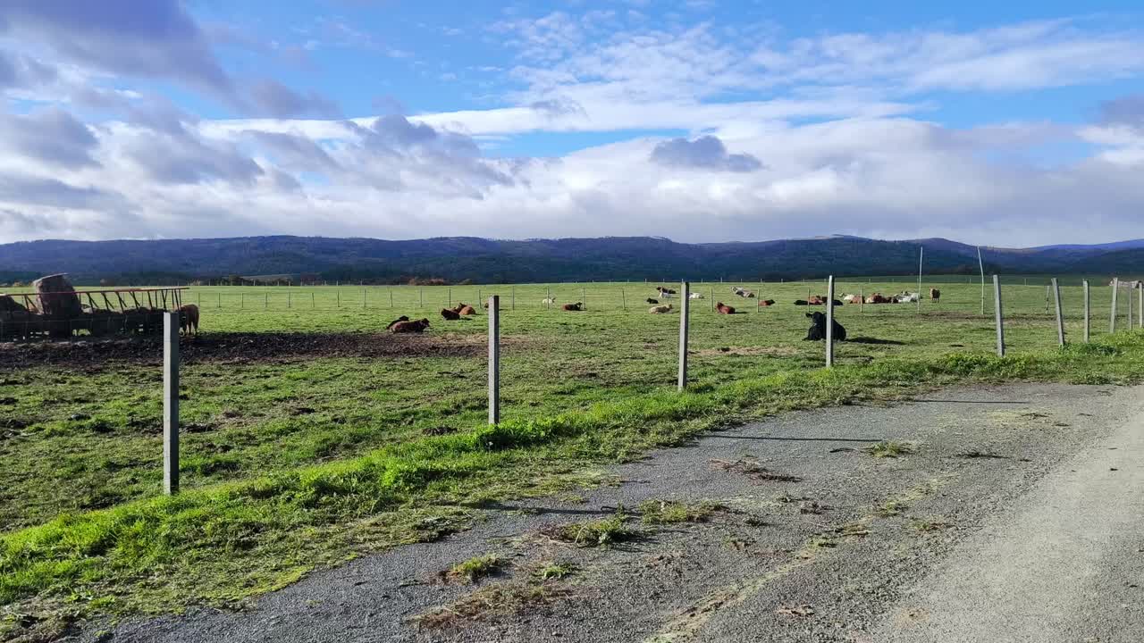 A calm rural scene in the Krkonose area shows a gravel farm road leading through open fields with grazing cattle under a bright sky and distant rolling hills, capturing peaceful countryside life