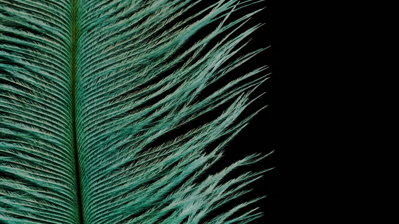 Close-up of Teal Feather on Black Background