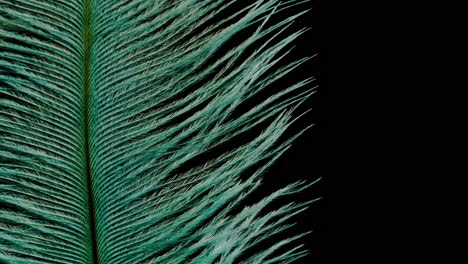 close-up of teal feather on black background