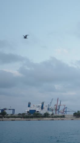 seagull flying in the sky