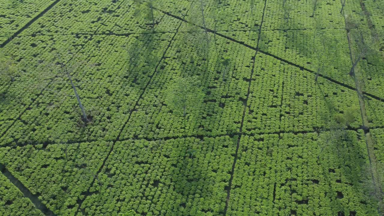 Aerial View Shot of Forest Hilly Areas.