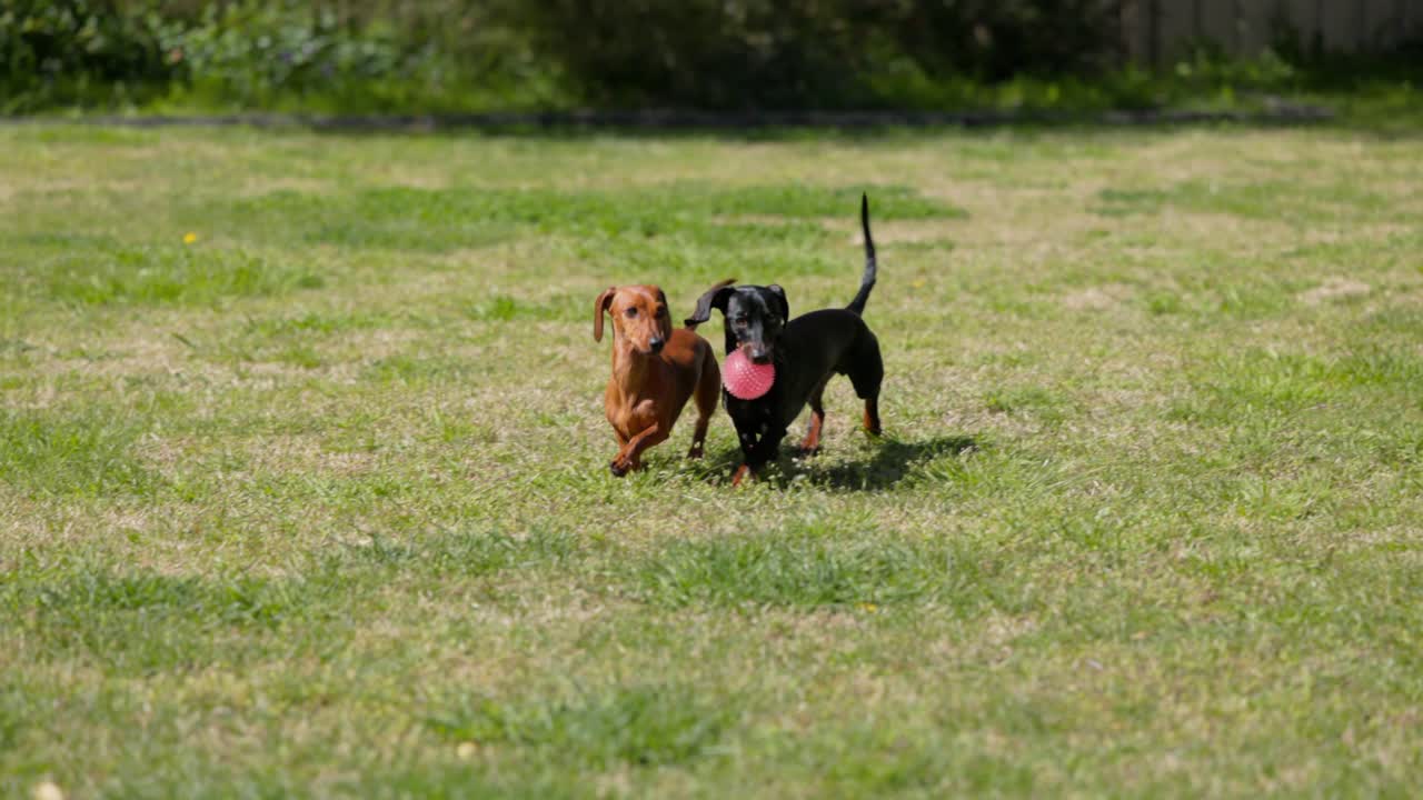 Two Dachshunds play fetch in the backyard. One catches the red ball and they both run off together in beautiful, cinematic slow motion on the green grass