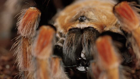 tarántula mexicana de rodillas rojas comiendo un bicho grande - un primerísimo plano de la cabeza y los colmillos