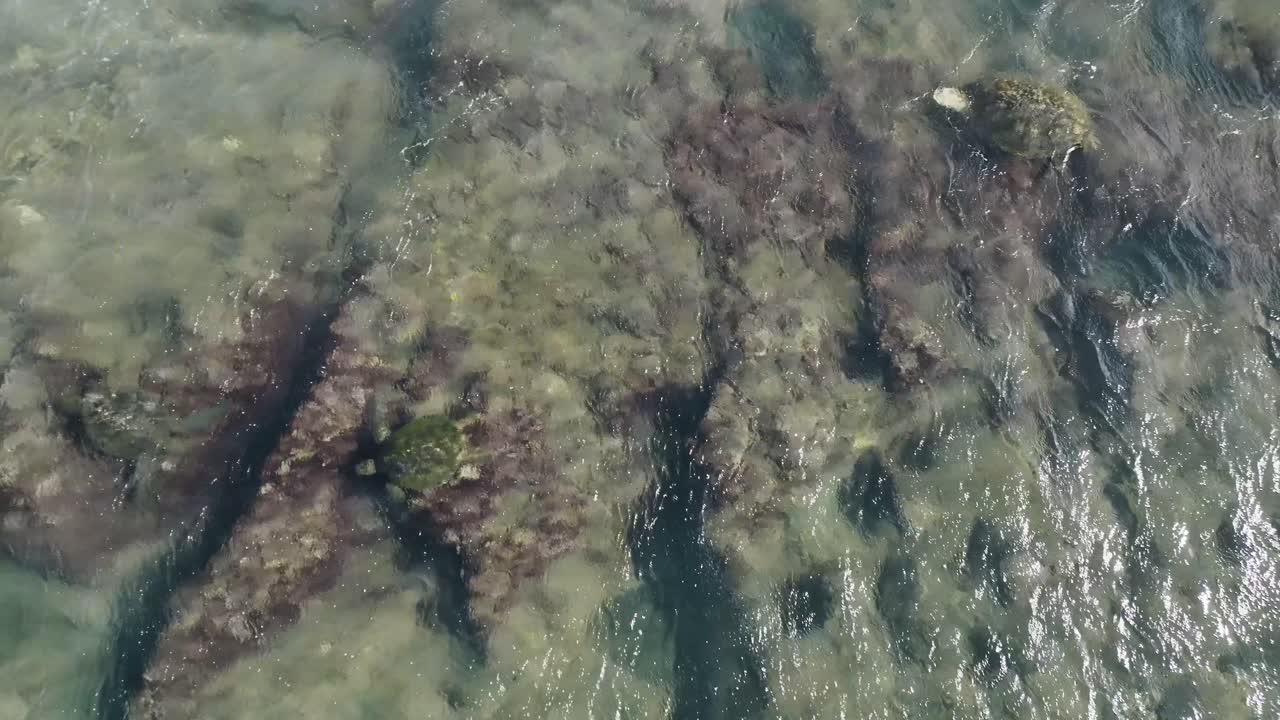 Green sea turtles tossed around by turbulent tides while trying to graze along the shallow reefs of Maui