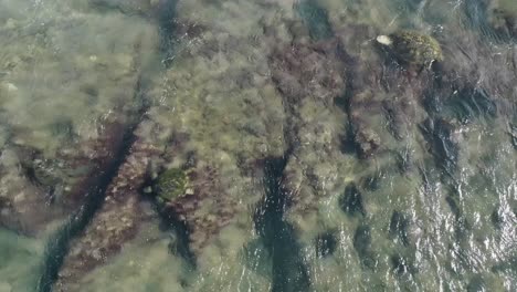 green sea turtles tossed around by turbulent tides while trying to graze along the shallow reefs of maui