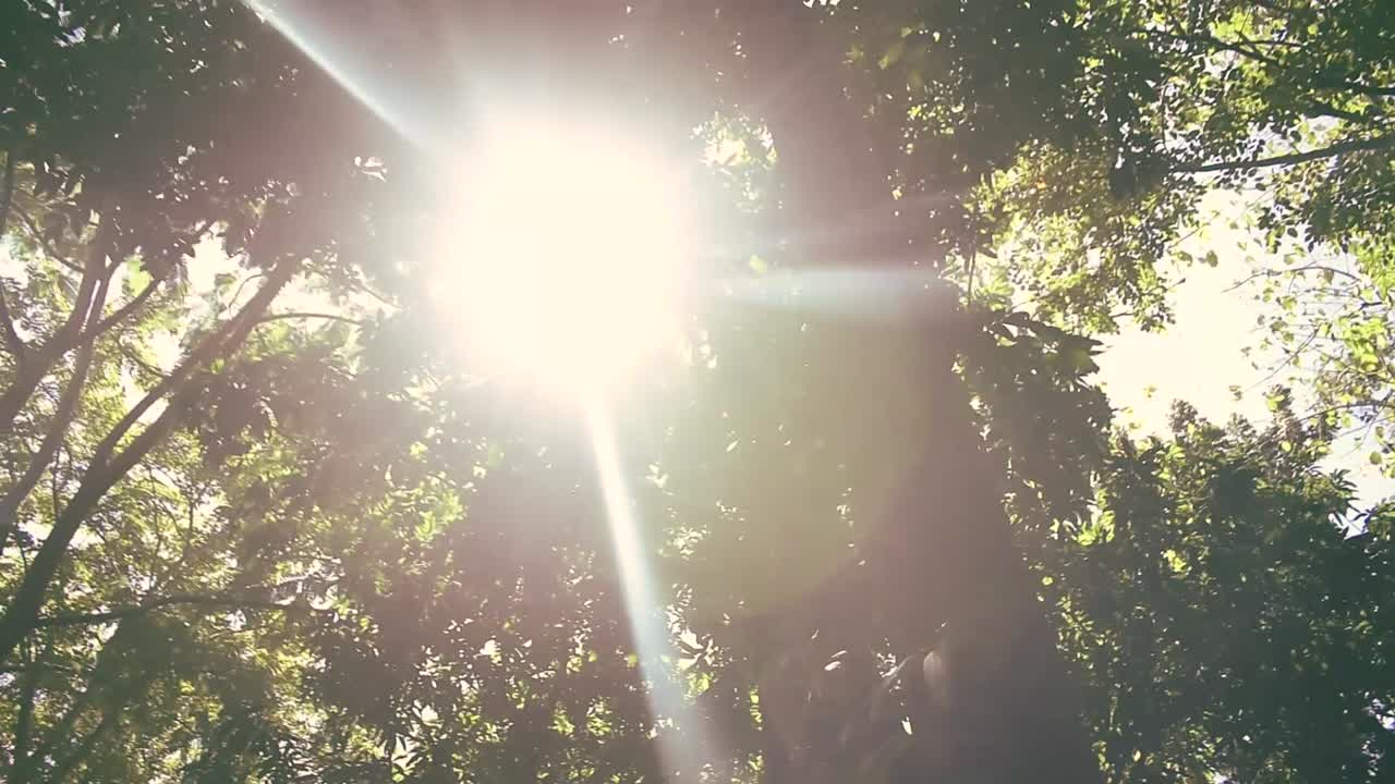 Looking up in the tree