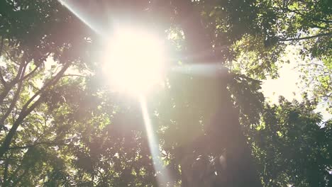 looking up in the tree
