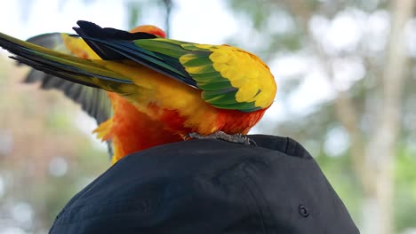 colorful parrots engaging on a hat in bangkok