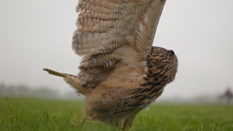 eagle owl in flight over a field