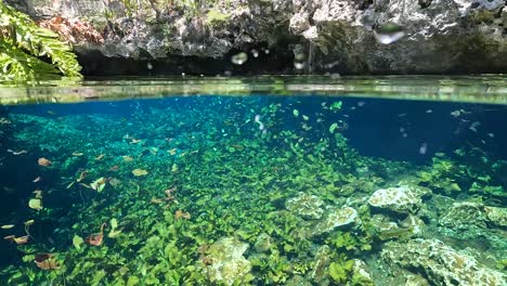 Cenote-Nicte-Ha-crystal-clear-underwater-footage-in-Mayan-jungle-near-Dos-Ojos-Cenote-in-Tulum,-México-with-fish-swimming-near-the-camera