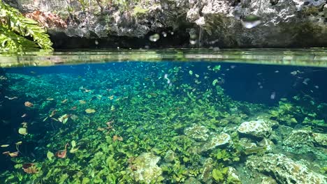 Cenote Nicte-Ha crystal clear underwater footage in Mayan jungle near Dos Ojos Cenote in Tulum, M&eacute;xico with fish swimming near the camera