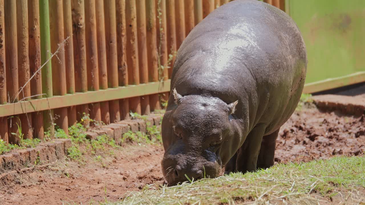 A pygmy hippo grazing in Pretoria, South Africa, walking near a wooden fence